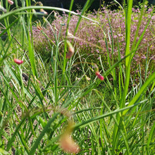 Load image into Gallery viewer, Grass Vetchling - 1.5g - Goren Farm Seeds