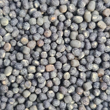 Load image into Gallery viewer, Grass Vetchling - 1.5g - Goren Farm Seeds