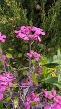 Load image into Gallery viewer, Honesty, 1g - Goren Farm Seeds