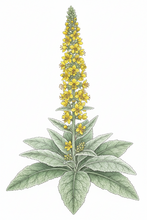 Load image into Gallery viewer, Great Mullein - 1g