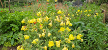 Load image into Gallery viewer, Evening Primrose, 2g - Goren Farm Seeds