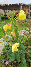 Load image into Gallery viewer, Evening Primrose, 2g - Goren Farm Seeds