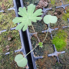 Load image into Gallery viewer, Meadow Cranesbill - 1g - Goren Farm Seeds