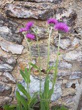 Load image into Gallery viewer, Common Knapweed - 6g - Goren Farm Seeds