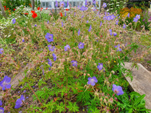 Load image into Gallery viewer, Meadow Cranesbill - 2g - Goren Farm Seeds
