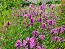 Load image into Gallery viewer, Betony - 4g - Goren Farm Seeds