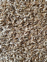 Load image into Gallery viewer, Smooth Meadow Grass - Goren Farm Seeds