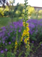 Load image into Gallery viewer, Common Agrimony - 2g - Goren Farm Seeds
