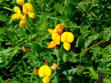 Load image into Gallery viewer, Birdsfoot Trefoil - 2.5g - Goren Farm Seeds