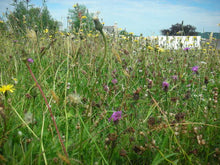 Load image into Gallery viewer, Meadow starter mix. - Goren Farm Seeds