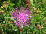 Load image into Gallery viewer, Greater Knapweed - 5g - Goren Farm Seeds
