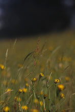 Load image into Gallery viewer, Cat's ear - 3g - Goren Farm Seeds