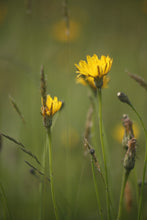 Load image into Gallery viewer, Cat's ear - 3g - Goren Farm Seeds