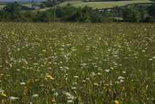 Load image into Gallery viewer, Premium Plus(+) Wildflower ONLY, no grasses. - Goren Farm Seeds