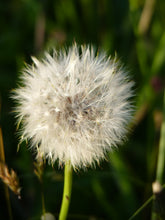 Load image into Gallery viewer, Cat's ear - 3g - Goren Farm Seeds