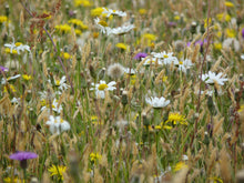 Load image into Gallery viewer, Premium Wildflower Only mix (no grasses) - Goren Farm Seeds