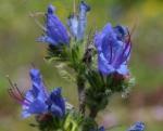 Load image into Gallery viewer, Viper's bugloss - 6g - Goren Farm Seeds