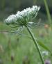 Load image into Gallery viewer, Wild Carrot - 8g - Goren Farm Seeds