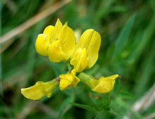 Load image into Gallery viewer, Meadow Vetchling - 6g - Goren Farm Seeds