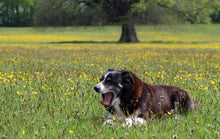 Load image into Gallery viewer, Premium Plus(+) Wildflower ONLY, no grasses. - Goren Farm Seeds