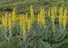 Load image into Gallery viewer, Great Mullein - 1g - Goren Farm Seeds