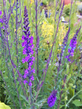 Load image into Gallery viewer, Purple Toadflax, 1g - Goren Farm Seeds