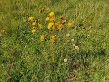 Load image into Gallery viewer, Hawkweed - 0.5g - Goren Farm Seeds