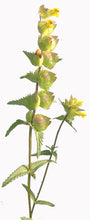 Load image into Gallery viewer, Yellow Rattle