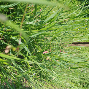 Grass Vetchling - 1.5g - Goren Farm Seeds