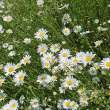 Load image into Gallery viewer, Oxeye Daisy - 6g - Goren Farm Seeds
