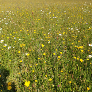 Oxeye Daisy - 6g - Goren Farm Seeds