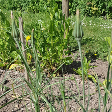 Load image into Gallery viewer, Goats beard (yellow) - 3g - Goren Farm Seeds
