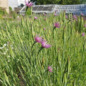 Common Goats Beard (salsify) purple - 2g - Goren Farm Seeds