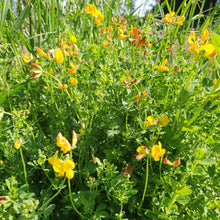 Load image into Gallery viewer, Birdsfoot Trefoil  - 2.5g - Goren Farm Seeds
