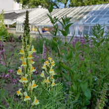 Load image into Gallery viewer, Common Toadflax, 1g - Goren Farm Seeds
