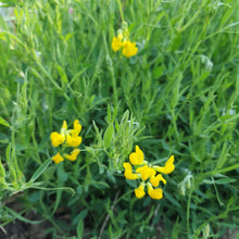Load image into Gallery viewer, Meadow Vetchling - 4g - Goren Farm Seeds
