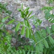 Load image into Gallery viewer, Common Vetch - 3g - Goren Farm Seeds
