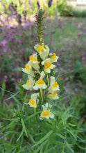 Load image into Gallery viewer, Common Toadflax, 1g - Goren Farm Seeds
