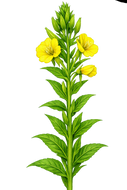 A botanical illustration of a tall green plant with multiple bright yellow flowers, shown on a plain white background. A small 'Made with Al' badge appears in the top-right corner.