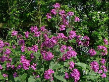 Load image into Gallery viewer, Honesty,  1g - Goren Farm Seeds
