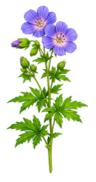 Meadow Cranesbill - 1g - Goren Farm Seeds