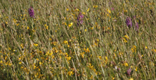 Load image into Gallery viewer, Yellow Rattley wildflower mix - Goren Farm Seeds
