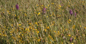 Yellow Rattley wildflower mix - Goren Farm Seeds
