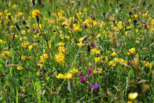 Load image into Gallery viewer, Yellow Rattley wildflower mix - Goren Farm Seeds
