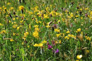 Yellow Rattley wildflower mix - Goren Farm Seeds