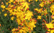Load image into Gallery viewer, St John's Wort, Slender,- 0.5g - Goren Farm Seeds
