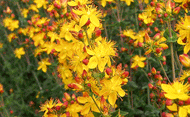 St John's Wort, Slender,- 0.5g - Goren Farm Seeds