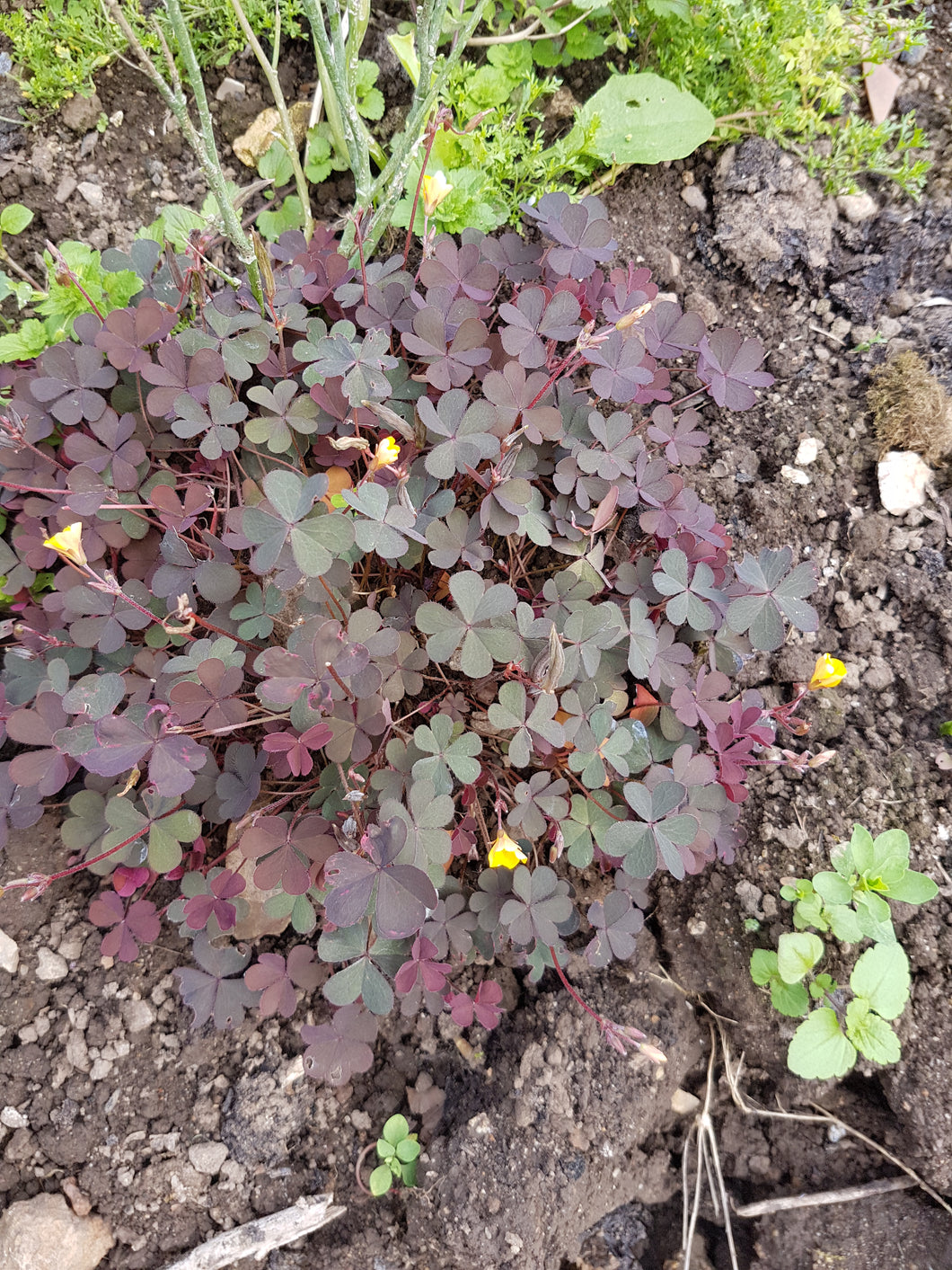 Wood Sorrel, burgundy. 0.5g - Goren Farm Seeds