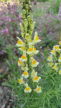 Load and play video in Gallery viewer, Common Toadflax, 0.5g
