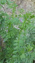 Load and play video in Gallery viewer, Common Vetch - 3g
